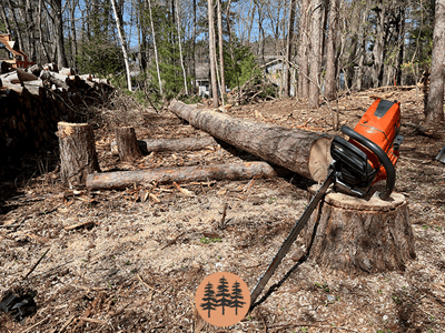 split-rail-fence-construction-felled-white-pine