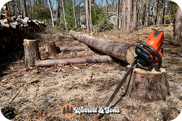 Worroll_Sons_Project_Split_Rail_Felling_and_Limbing